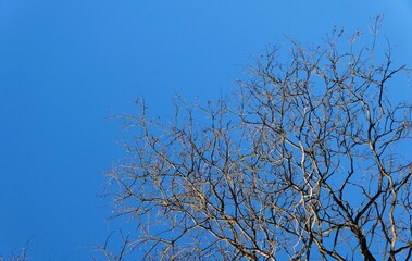 A stark contrast of bare branches and a brilliant blue sky.