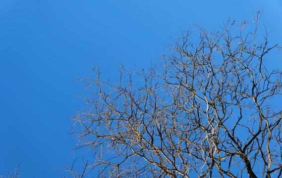A stark contrast of bare branches and a brilliant blue sky.
