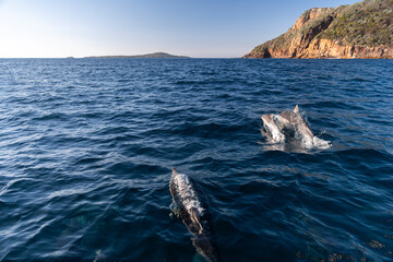 A dolphin swims near the surface with a scenic island in the background.