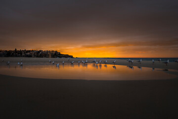 Naklejka premium Seagulls gather around a still pool at sunrise on Bondi Beach.