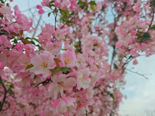 The peach blossoms are in full bloom, and the spring is at its peak.