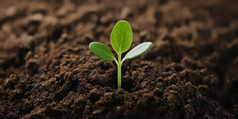 A small green sprout emerges from rich brown soil, symbolizing new growth and the start of life.