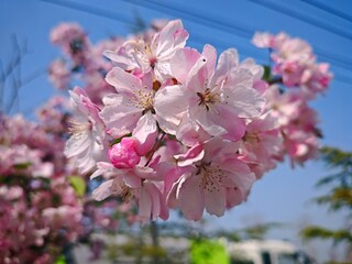 The romantic blooming of pink peony flowers
