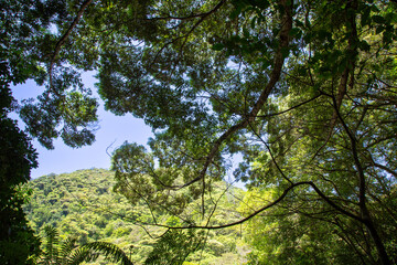 奄美大島の春本番の山々、黄緑色の山々、スダジイの森
