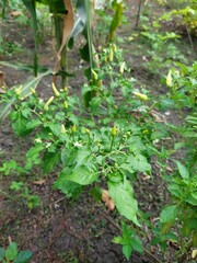 fresh chili pepper tree in the garden