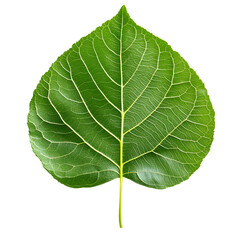 Poplar Leaf Close Up