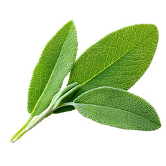 Fresh Sage Leaves on Transparent Background