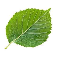 Fresh Green Mulberry Leaf