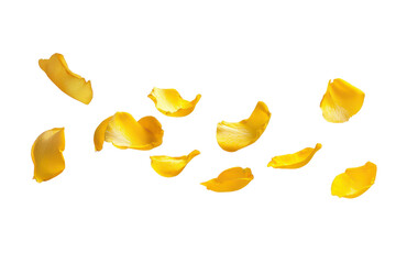 Yellow rose petals flying in the air, cut out
