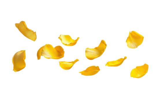 Yellow rose petals flying in the air, cut out