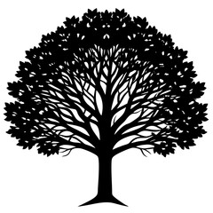 Naklejka premium Beech tree isolated on white background