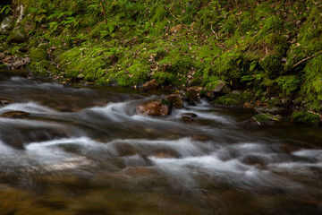 奄美大島の春の森、山々の新緑。