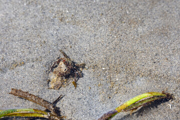 Small crab putting arms around tube worm that has retracted back into tube, underwater action at...