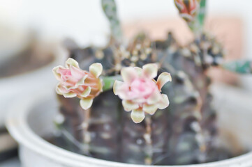 Gymnocalycium ,Gymnocalycium mihanovichii or gymnocalycium mihanovichii variegated with flower or cactus flower