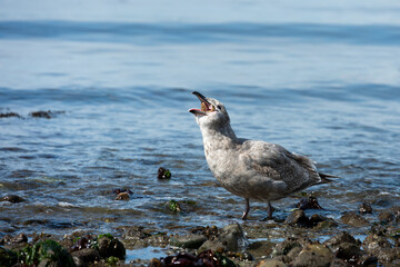Gull with small sea star in it’s mouth trying to swallow it’s meal whole, on the beach at low tide in Puget Sound, Golden Gardens park, Seattle, Washington
