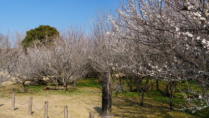 宮崎県新富町湯ノ宮の座論梅
