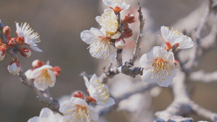 宮崎県新富町湯ノ宮の座論梅