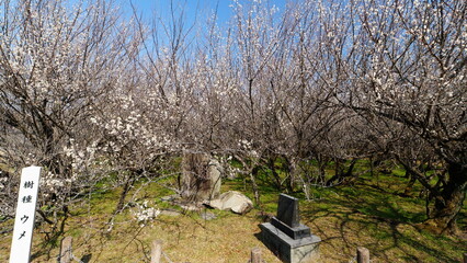 宮崎県新富町湯ノ宮の座論梅