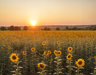 Obraz premium Beautiful flowers in field on sunset background. Sunny outdoor bright evening. Autumn theme background.