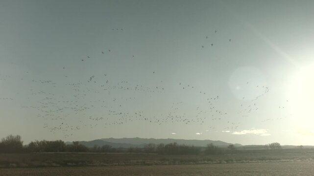 Snow Geese at Bernardo Wildlife Area NM