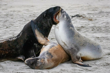 A group of large hookers sea lions fighting on a beautiful sandy beach. Sandfly Bay, Otago...