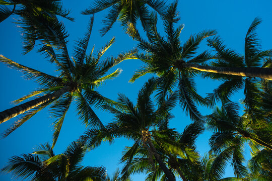 Summer palm background. Tropical landscape. Summer coast view. Green palm tree on blue sky. Tropical paradise. Summer wallpaper. Palm landscape. Tropics palm tree texture. Summer palms trees.