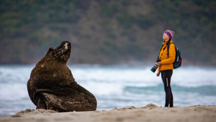 close up of a photographer girl standing on the beach next to a huge wild sea lion. Allans Beach in...
