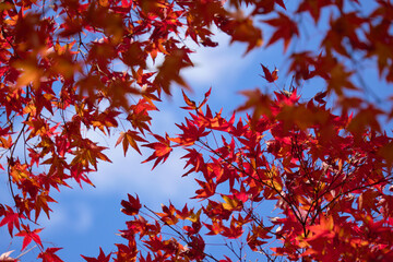 紅葉したモミジの間に覗く青空
