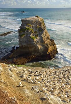 thousands of australasian gannets of the muriwai gannet colony on the coastal cliffs at otakamiro point on muriwai beach on the west coast of the north island of new zealand, on a sunny summer day