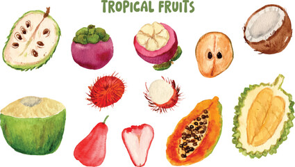 watercolor tropical exotic fruits illustration