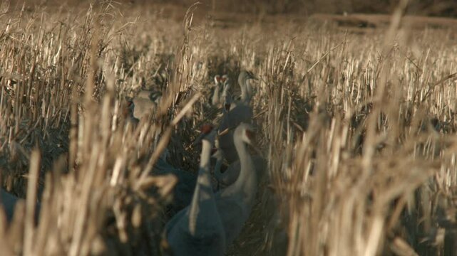 Sandhill Cranes in a Corn Field in Bernardo