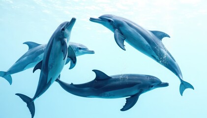 Obraz premium Group of bottlenose dolphins swimming together in a circular motion on a white isolated background, isolation, swimming