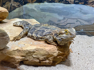 Bearded dragon lizard relaxing on a warm rock in a sandy terrarium, showing detailed texture