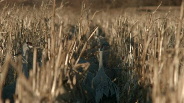 Sandhill Cranes in a Corn Field in Bernardo