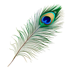 Obraz premium Peacock feather isolated on a transparent background, png