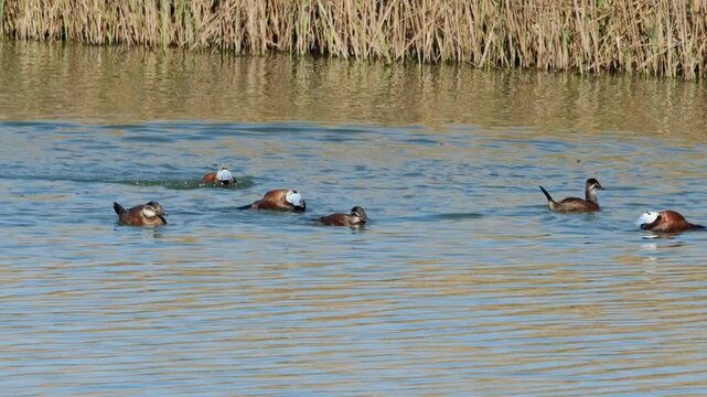 white-headed ducks (Oxyura leucocephala) in reproduction and estrus