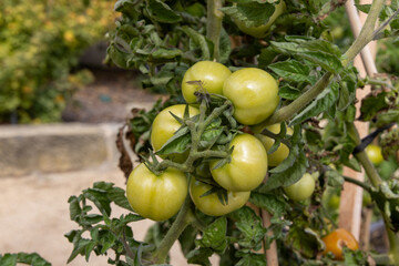 fresh green tomatoes hanging on branch