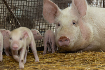 A nurturing mother pig with her adorable, playful piglets frolicking joyfully in a cozy strawfilled farm setting © olga_sova