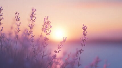 peaceful banner featuring soft focus lavender flowers with the warm glow of a sunset in the background.