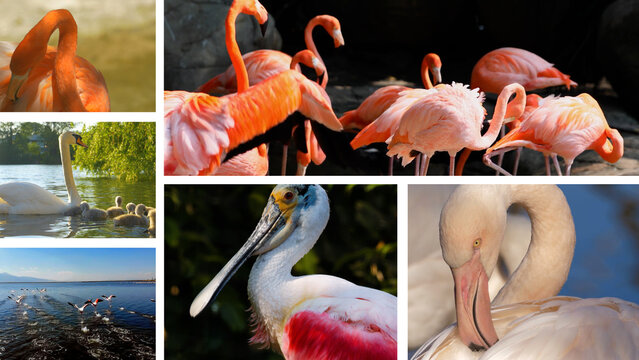 Multiple Panel Video Wall