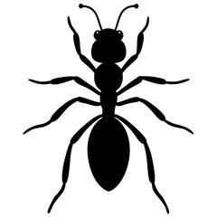Obraz premium black spider vector