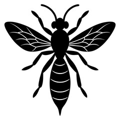 dragonfly vector illustration