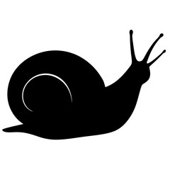 snail on a white background