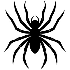 spider on a white background