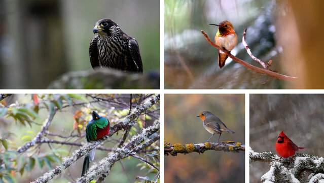 Dynamic Screen Video Wall