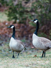 canada goose family