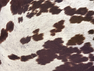 Close up of brown and white cowhide pattern. Suitable for fabric, carpet, and rug. Seamless cow skin or cow fur background texture.