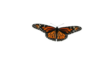 A monarch butterfly delicately perched on a branch, its wings glistening in the light, set against a minimalistic white background that highlights its striking colors