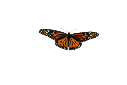 A monarch butterfly delicately perched on a branch, its wings glistening in the light, set against a minimalistic white background that highlights its striking colors