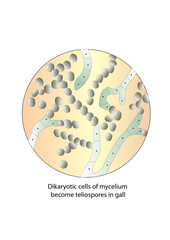 Dikaryotic cells of mycelium become teliospores in the gall